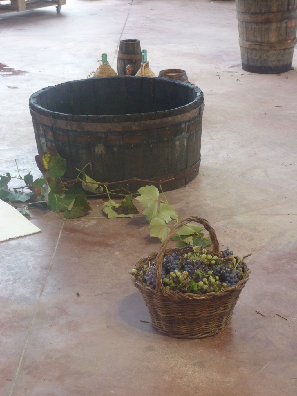 Vendemmia 2018